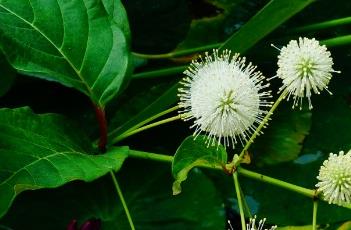 风箱树 风箱树