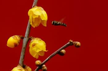蜡梅（腊梅养殖方法）