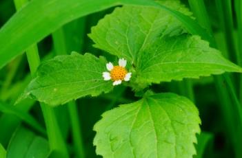 牛膝菊（牛膝菊图片）
