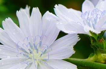 菊苣 菊苣的功效与作用