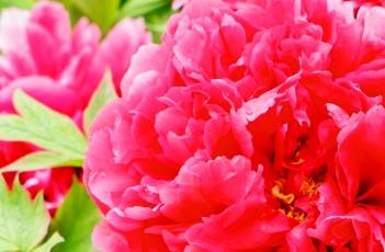 花王（花王烟花）