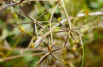 鬼针草 鬼针草