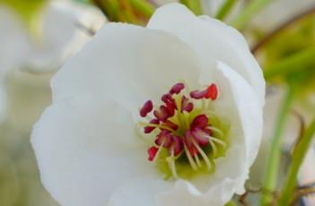 白梨 白梨和什么煮治咳嗽