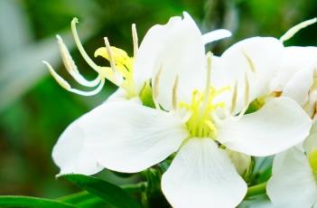 白花印度野牡丹