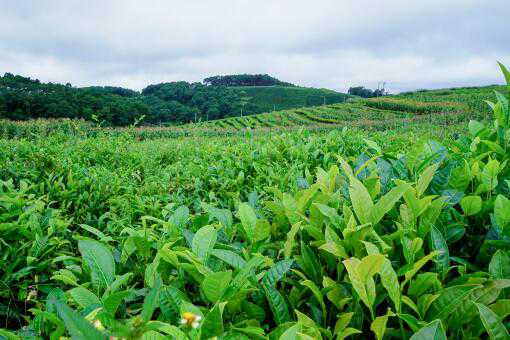 西双版纳现大规模毁林种茶