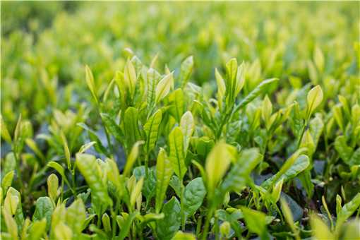 西双版纳现大规模毁林种茶