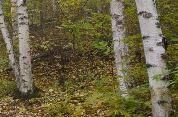 白桦树 白桦树汁