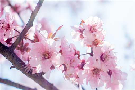 远离鲜花为何还会花粉过敏?