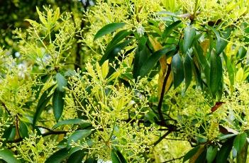 刨花润楠 刨花润楠药用价值