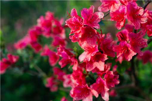 杜鹃花怎么养（杜鹃花的养殖方法和注意事项）