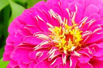 百日菊