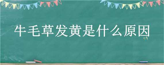 牛毛草发黄是什么原因（牛毛草发黄是什么原因呢）