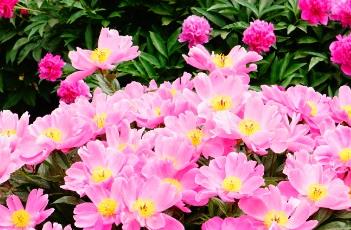 芍药