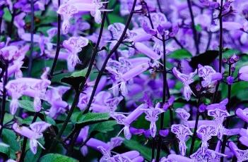 莫纳紫香茶菜