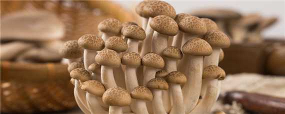 蘑菇成长的全部过程 蘑菇成长的全部过程简笔画