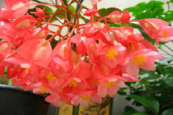 竹节海棠和四季海棠的区别是什么（竹节海棠和四季海棠的区别是什么意思）