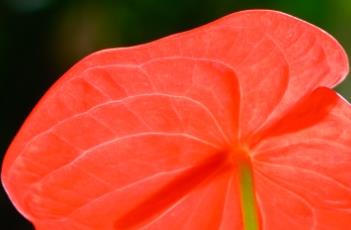 花烛（花烛怎么养）