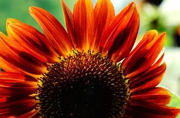 醉云长 醉云长向日葵哪里有卖的