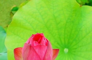 红湘莲