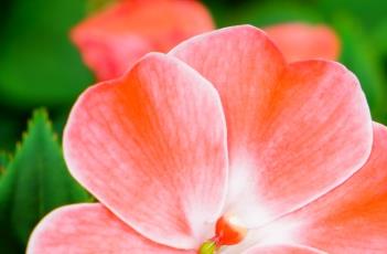 新几内亚凤仙花的生长习性（新几内亚凤仙花是多年生的吗）