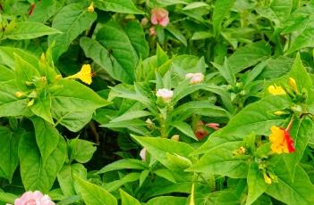 紫茉莉 紫茉莉的花语和寓意