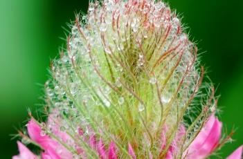 狐尾车轴草