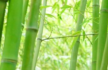 对花竹