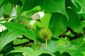 枫香树 枫香树果实