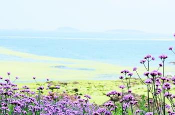 柳叶马鞭草 柳叶马鞭草花语