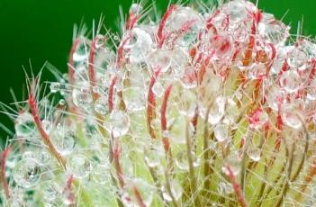 狐尾车轴草