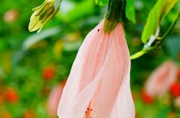 粉花悬铃花