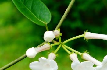 马达加斯加茉莉（马达加斯加茉莉冬天怎么养）