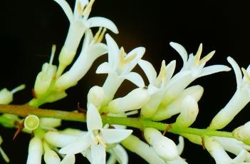 金叶女贞（金叶女贞的种植与养护）
