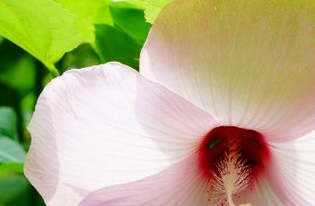 芙蓉葵花语