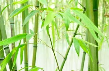 对花竹