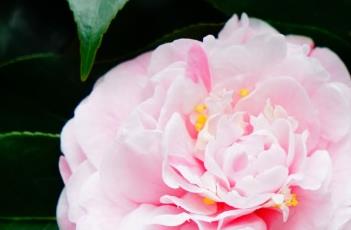 山茶花花语