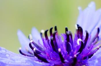 蓝花矢车菊