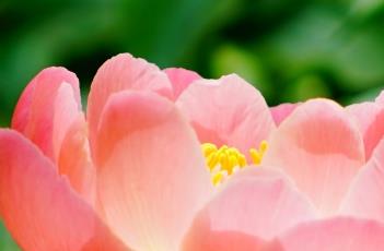 芍药