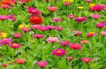 百日菊