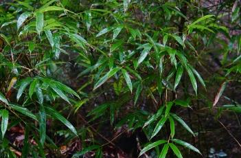 玉山竹（玉山竹百度百科）