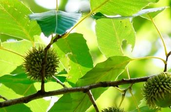 栓皮栎 栓皮栎树图片