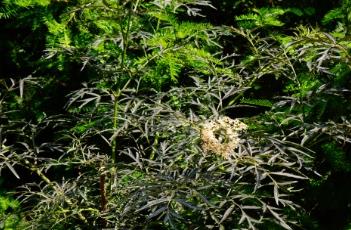 紫叶接骨木
