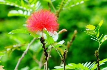朱缨花