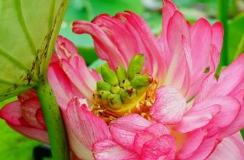 睡美人（睡美人电影完整版观看）