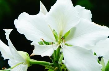 白花羊蹄甲（白花羊蹄甲图片大全）