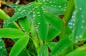 狐尾车轴草