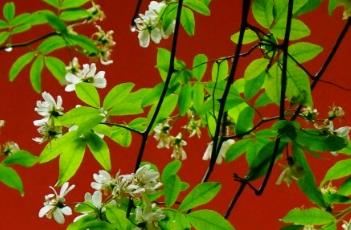 木香花 木香花几月份开花
