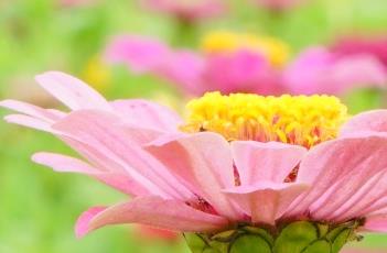 百日菊
