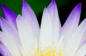 睡莲的花语