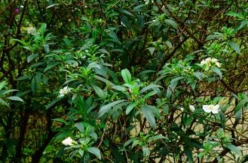 白花印度野牡丹
